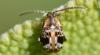 356804 – Photo : Christian Berquer – France (50)